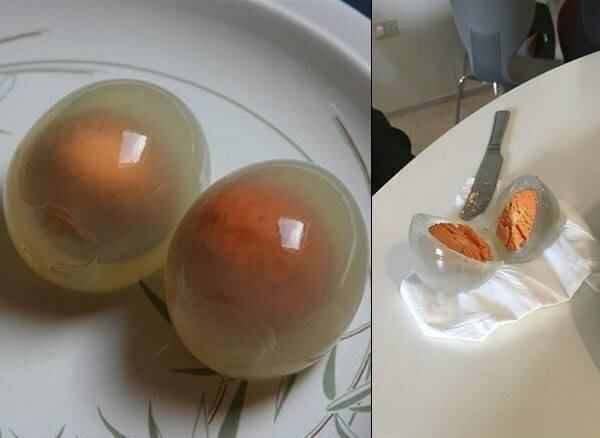 Penguin egg whites become transparent when hard-boiled.jpg 흥미로운 사진들 모음 8