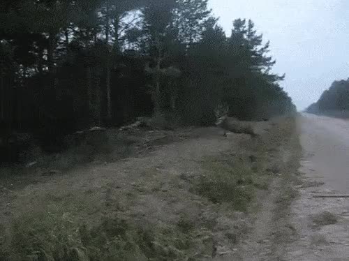 사슴 점프력 - 꾸르