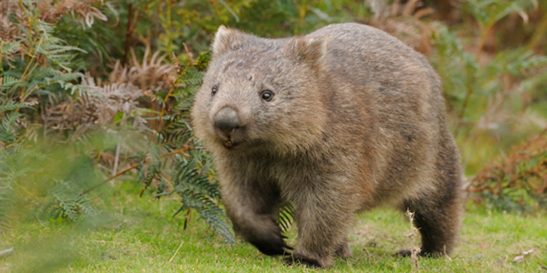 Common-Wombat.jpg 믿기지 않는 놀라운 능력을 가진 동물