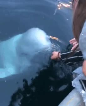 4.gif