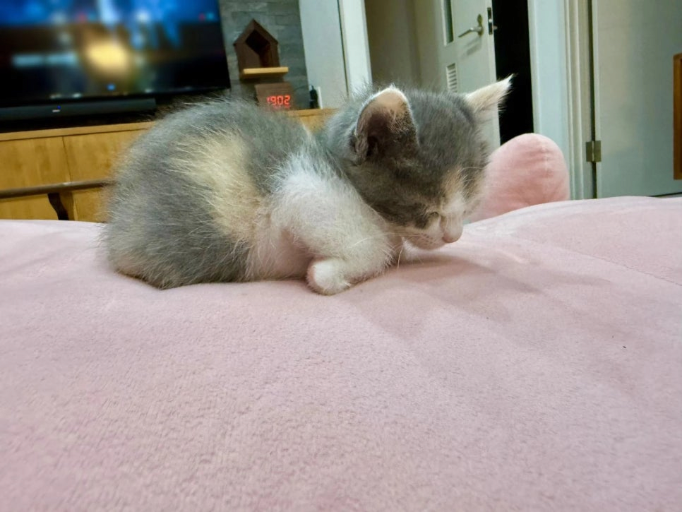 image.png 식빵굽는 태어난지 한달차 아기냥이