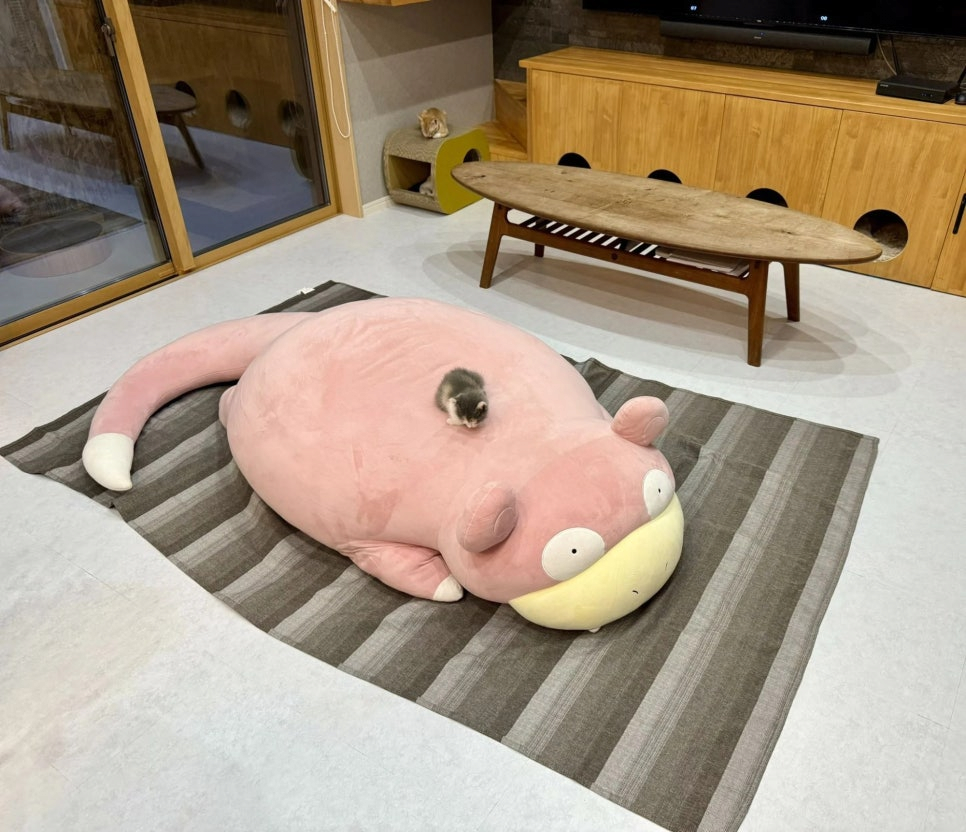 image.png 식빵굽는 태어난지 한달차 아기냥이