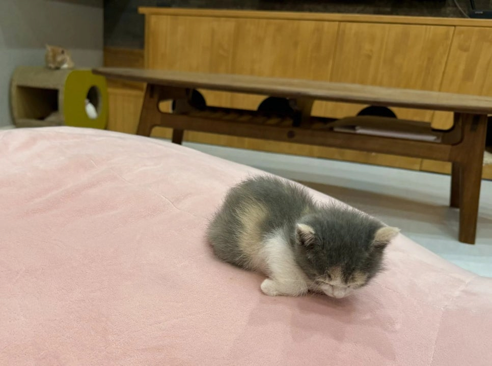 image.png 식빵굽는 태어난지 한달차 아기냥이