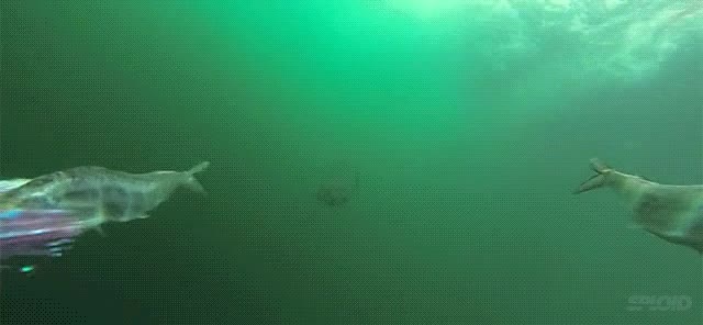 9209e7e742170a368961a65a718640c7.gif