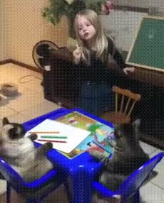 고양이 학교 - 꾸르
