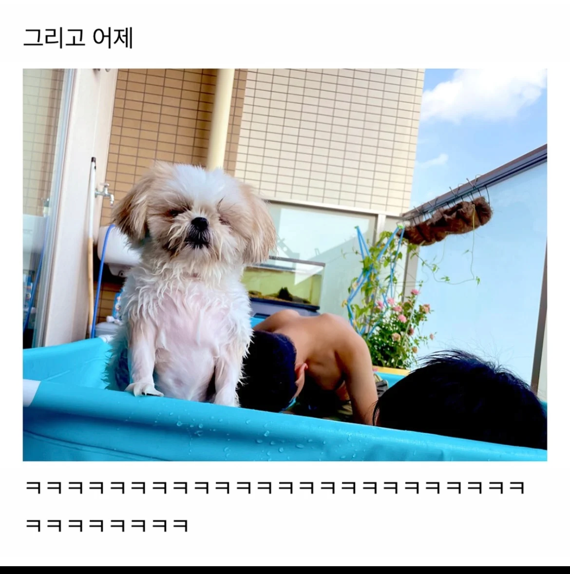 image.png 물놀이하다 지친 강아지 근황