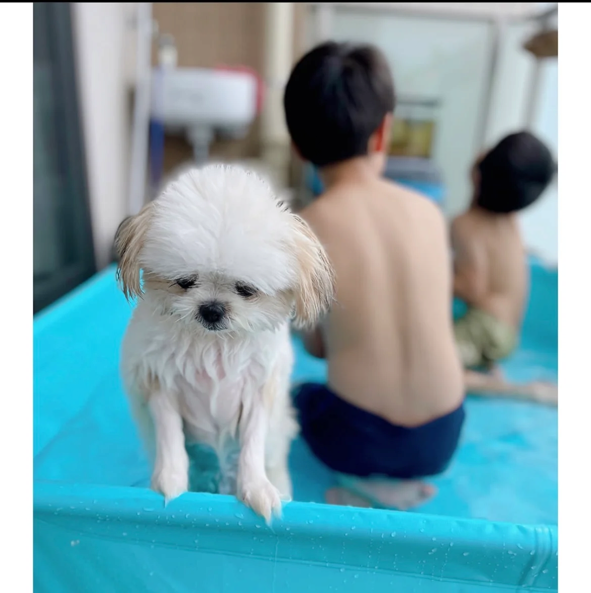 image.png 물놀이하다 지친 강아지 근황