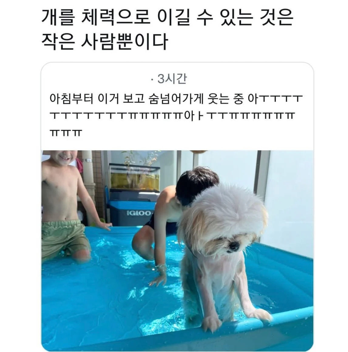 image.png 물놀이하다 지친 강아지 근황