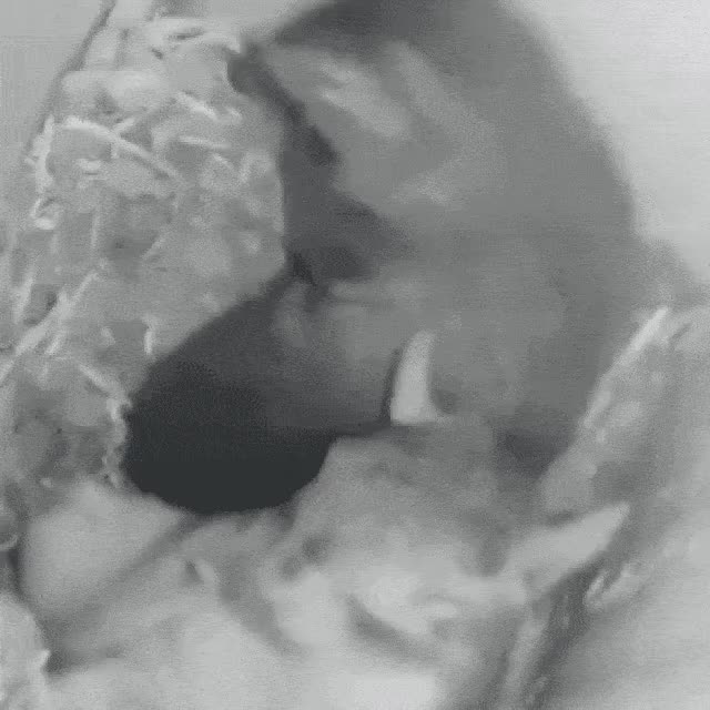 8bd29b638304fc8ca3e533df59d13f98_1627257530_7062.gif