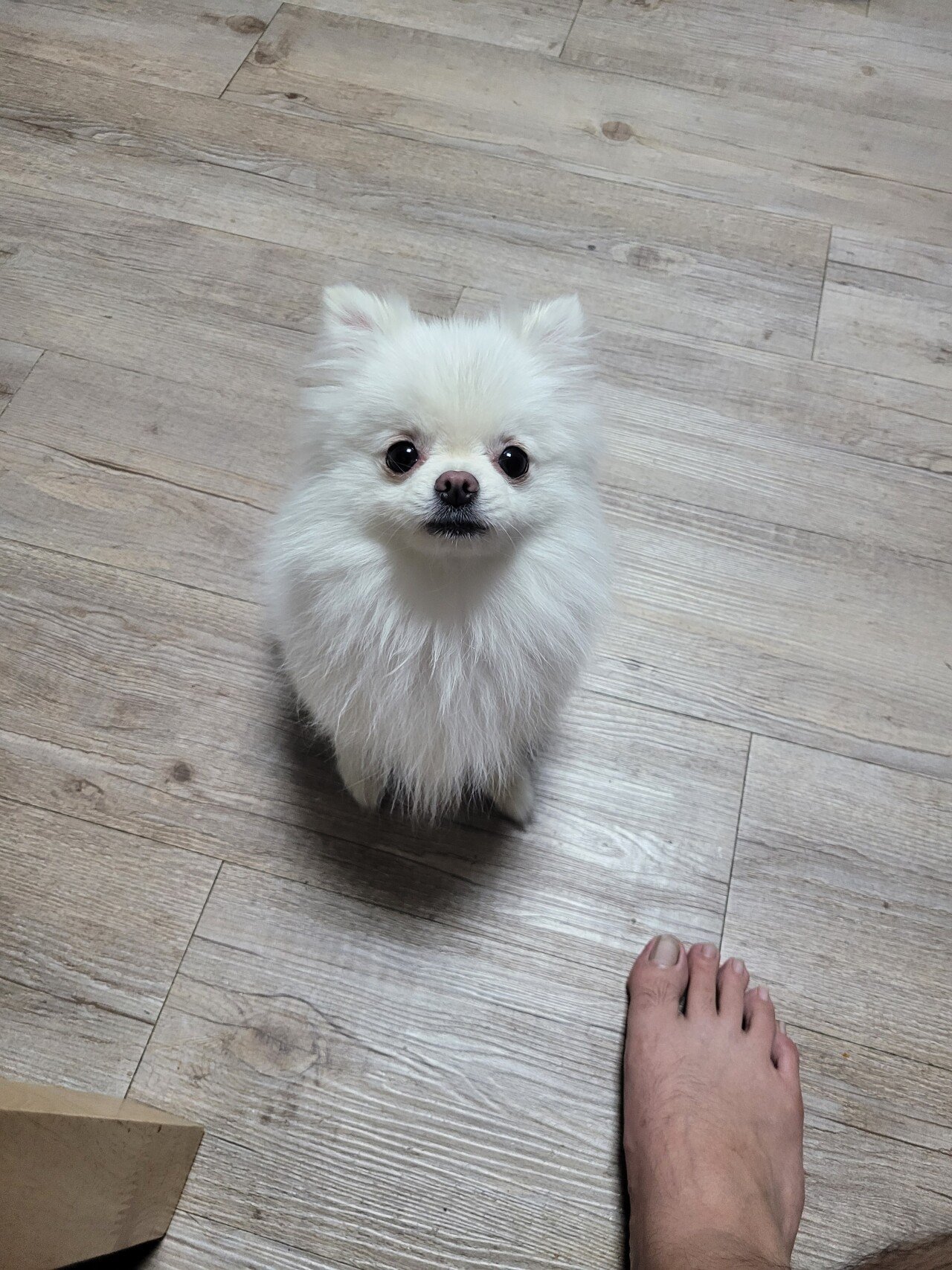 20230329_183256.jpg 주인이 무인텔에 버리고간 강아지..