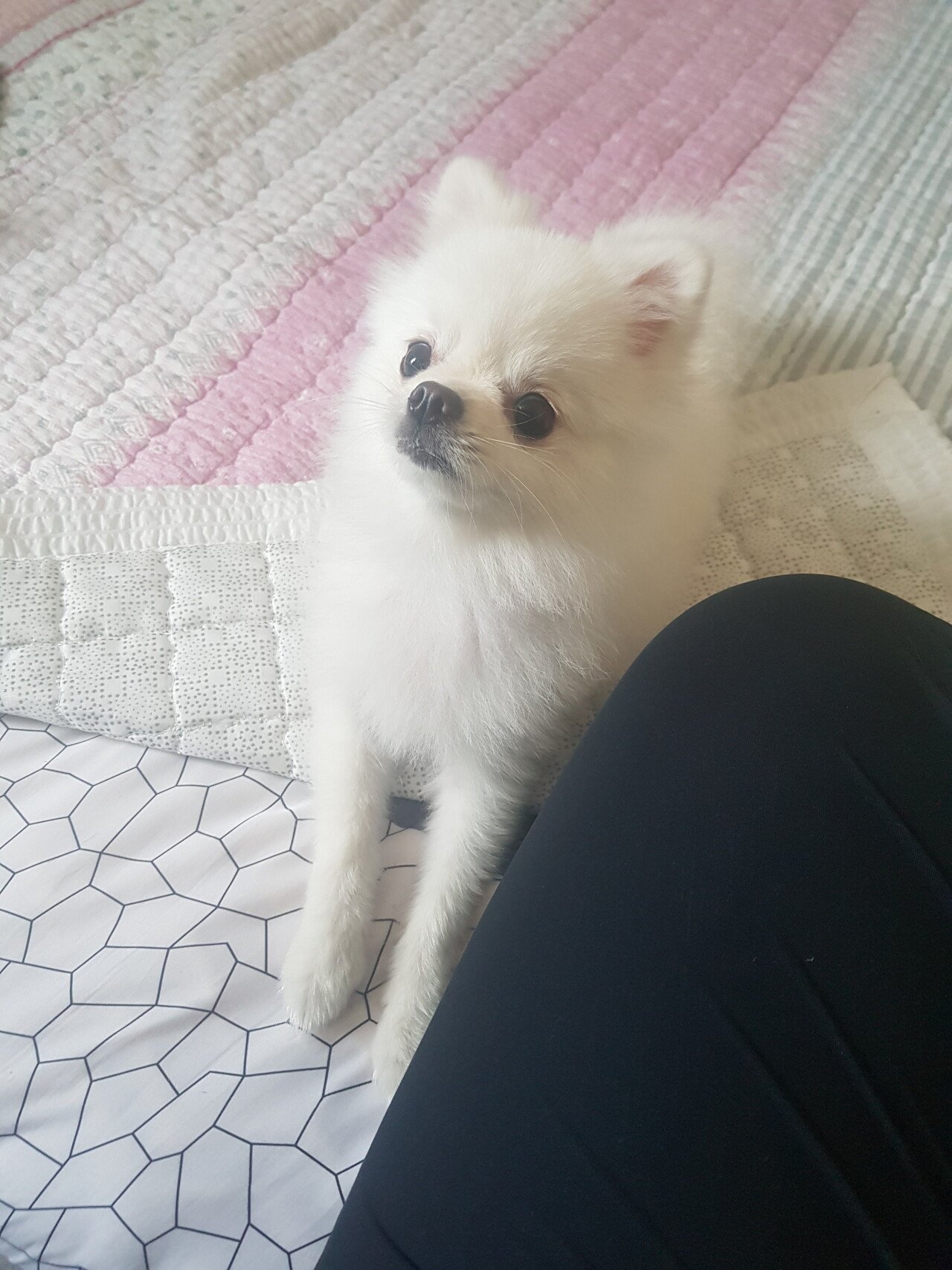 20220716_170036.jpg 주인이 무인텔에 버리고간 강아지..