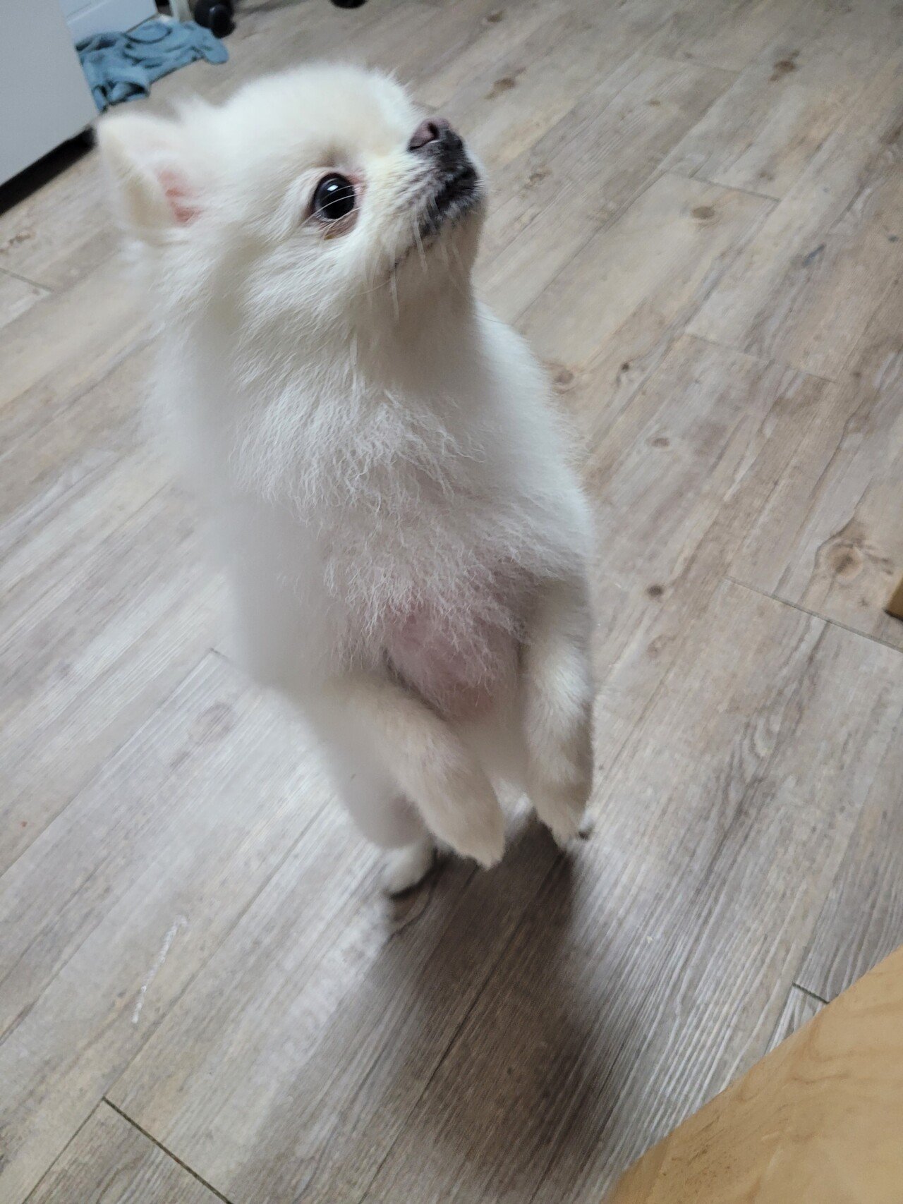 20230824_120925.jpg 주인이 무인텔에 버리고간 강아지..