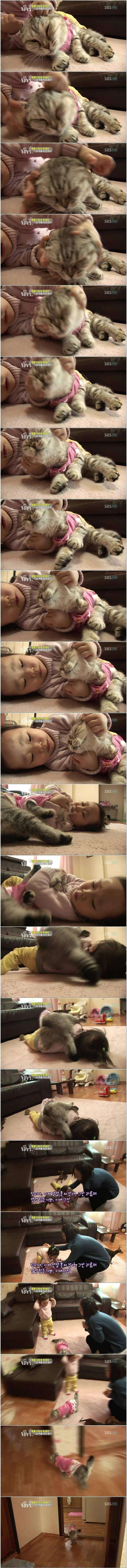 i13443791995.jpg 반려묘 이름이 엔젤인 이유