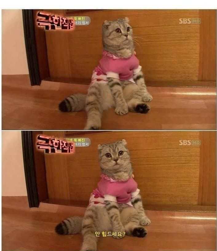 i13476333348.jpg 반려묘 이름이 엔젤인 이유
