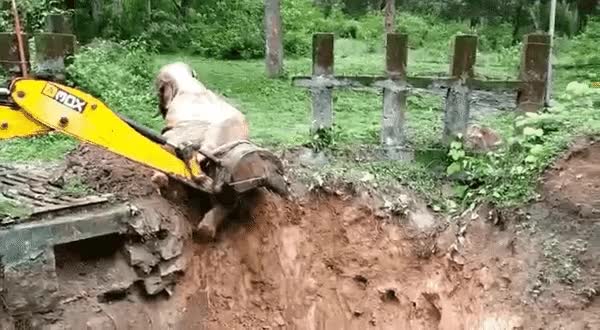 굴삭기에게 고마움을 표하는 코끼리1.gif