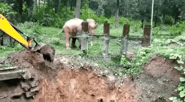 굴삭기에게 고마움을 표하는 코끼리2.gif