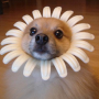 bt5469370151a8329237923582c81a6ba5.png
