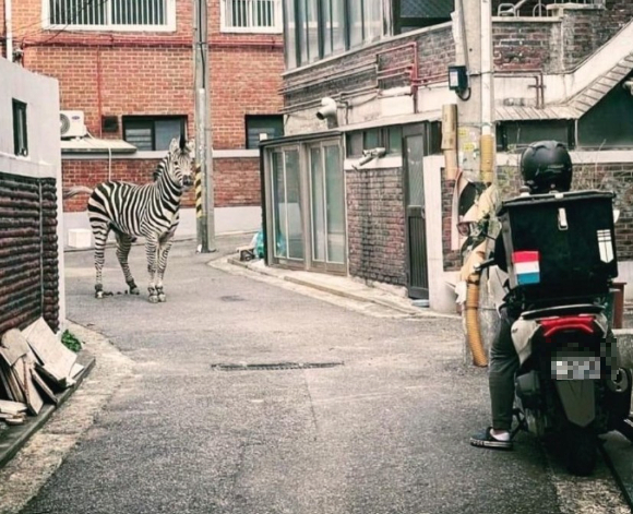 image.png 지난 봄 탈출했던 얼룩말 근황