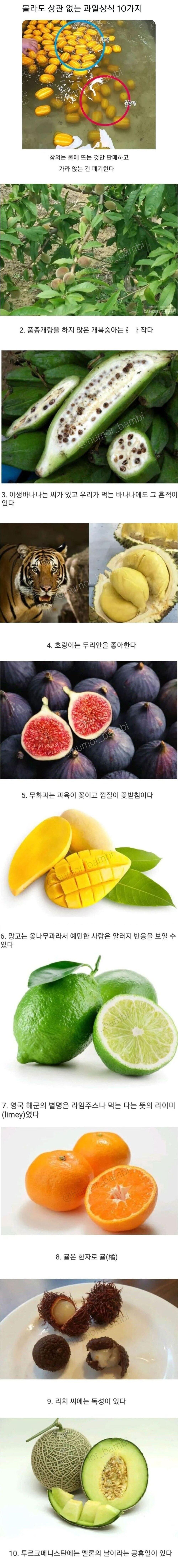 몰라도 상관없는 과일 지식 10가지.png.jpg