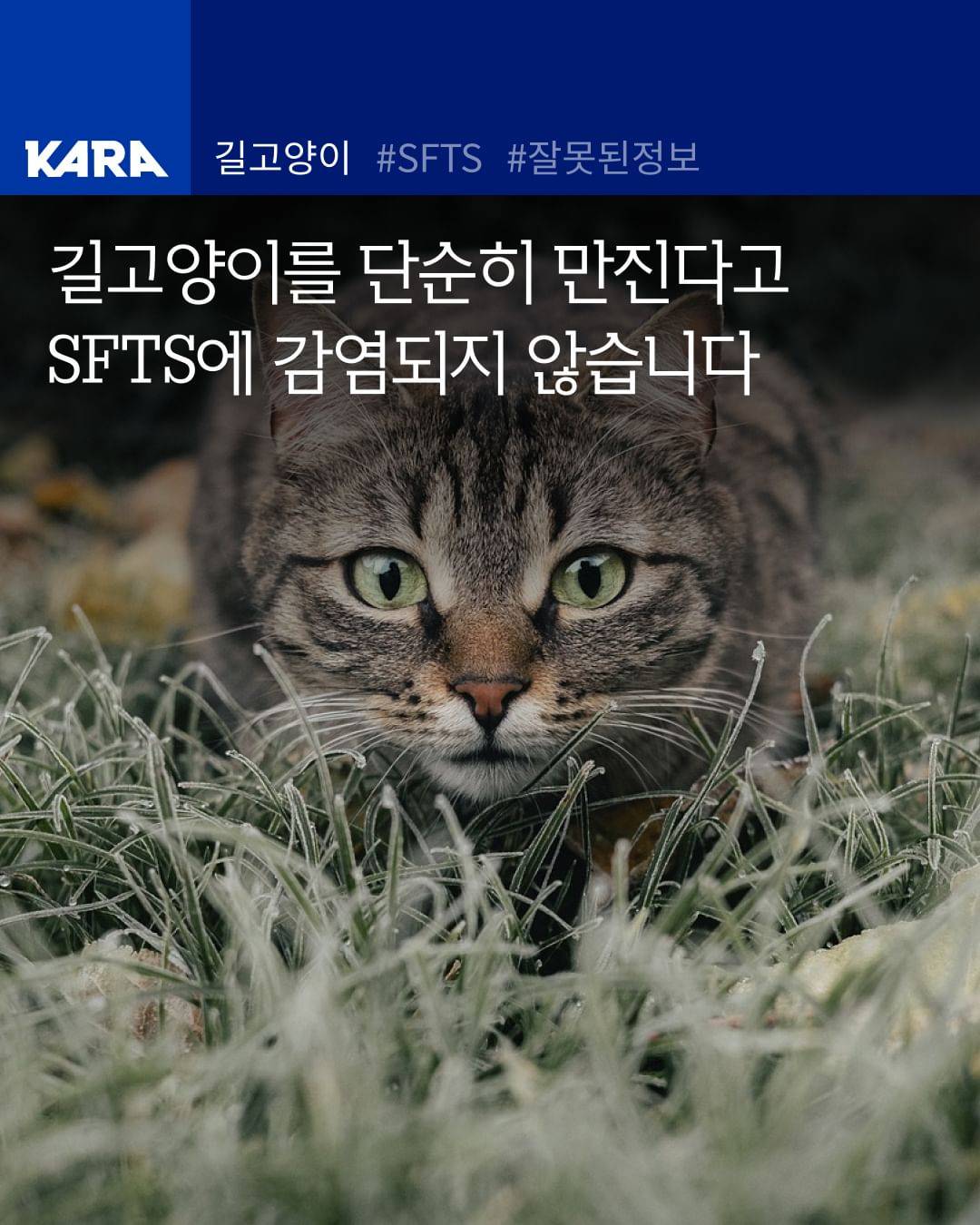길고양이를 단순히 만진다고 SFTS에 감염되지 않습니다 | 인스티즈