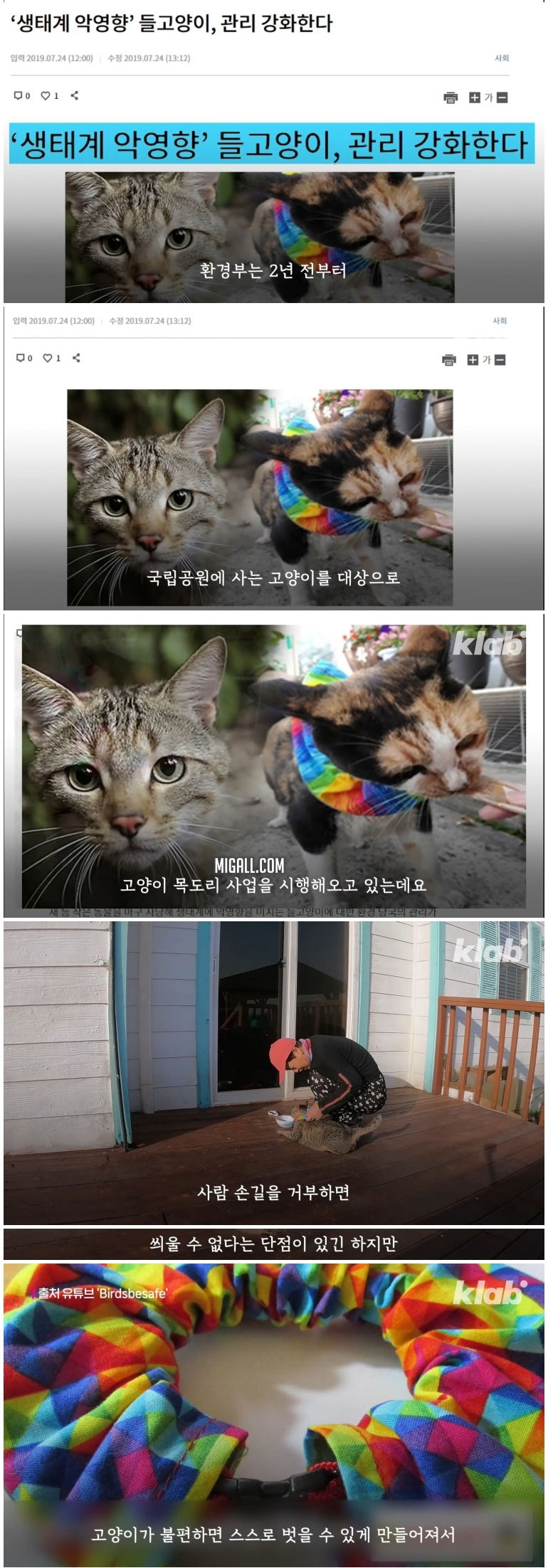 마라도 고양이들이 목도리를 하게 된 까닭 - 꾸르