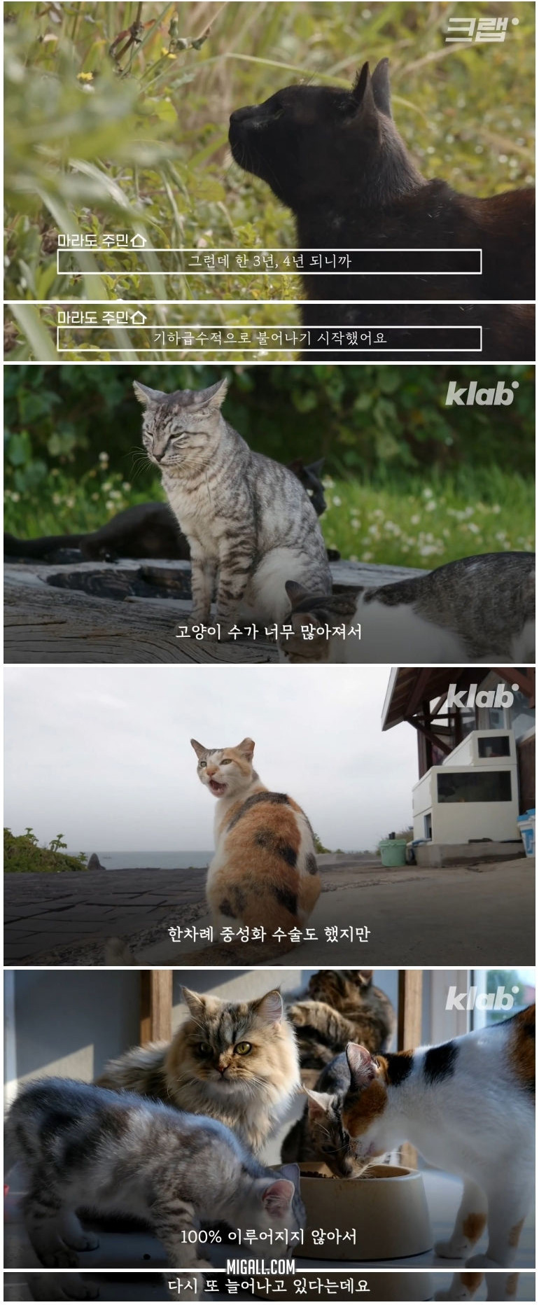 마라도 고양이들이 목도리를 하게 된 까닭 - 꾸르