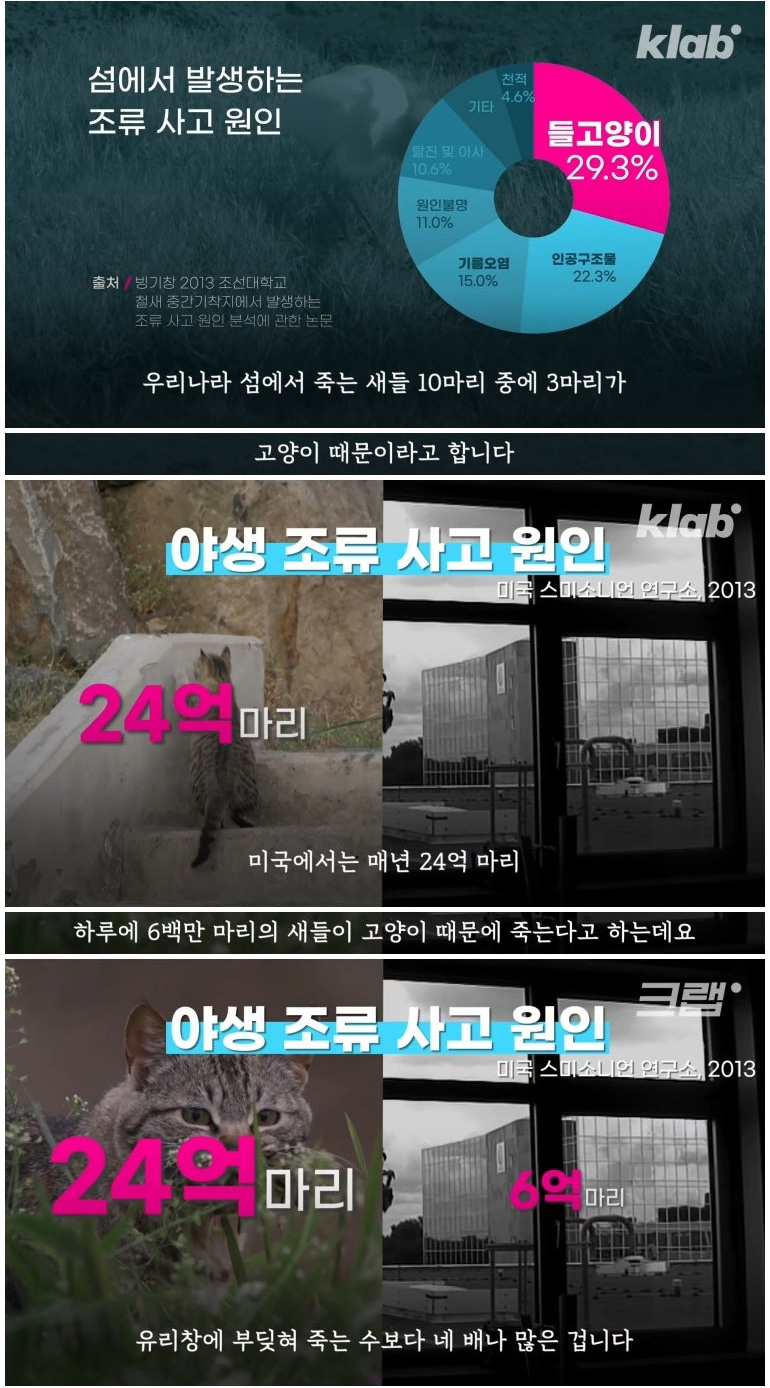 마라도 고양이들이 목도리를 하게 된 까닭 - 꾸르