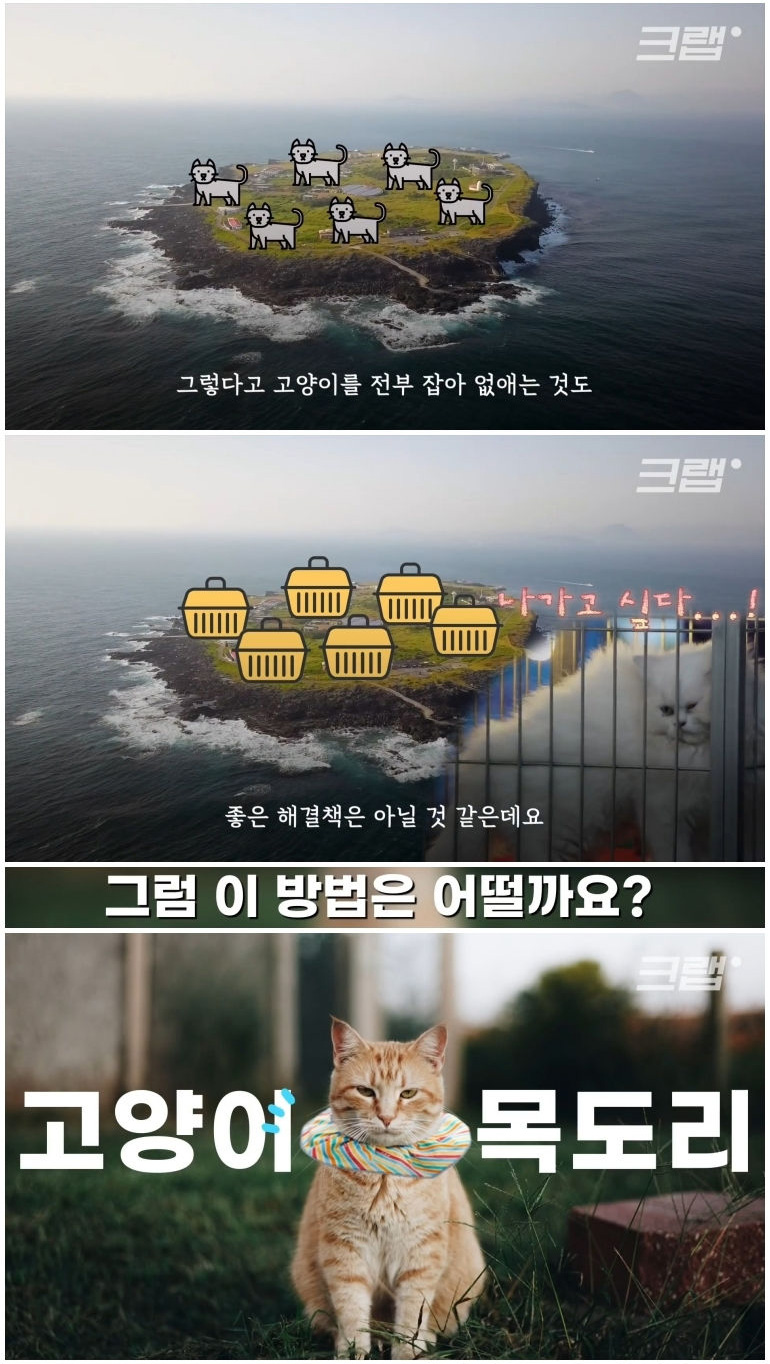마라도 고양이들이 목도리를 하게 된 까닭 - 꾸르