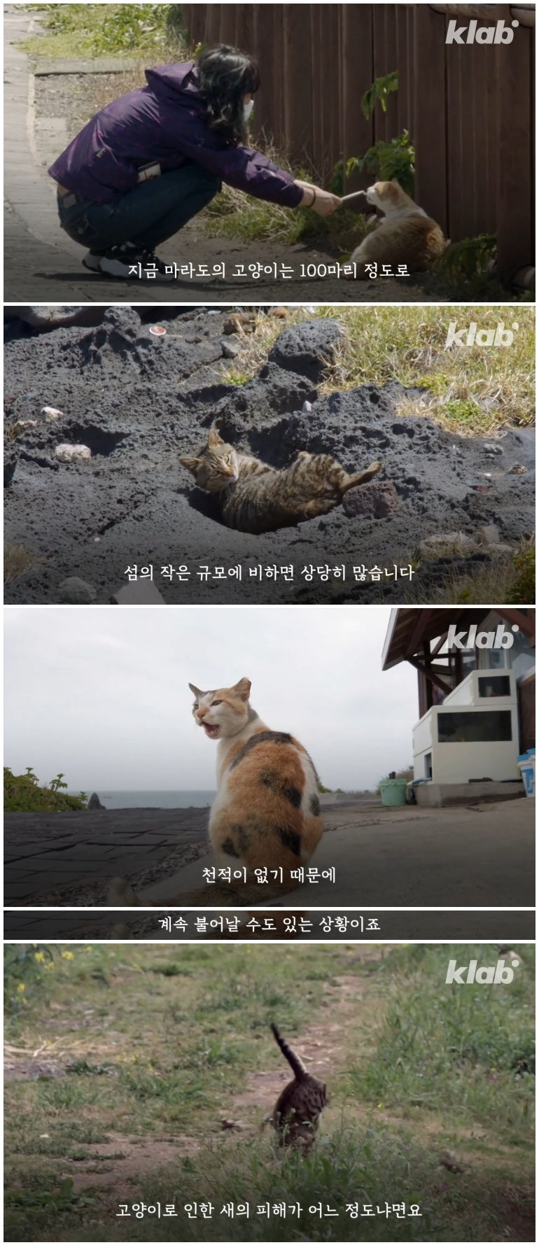 마라도 고양이들이 목도리를 하게 된 까닭 - 꾸르