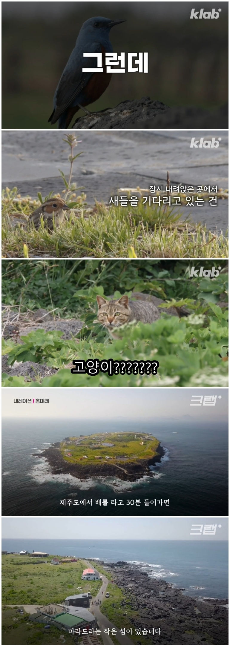 마라도 고양이들이 목도리를 하게 된 까닭 - 꾸르