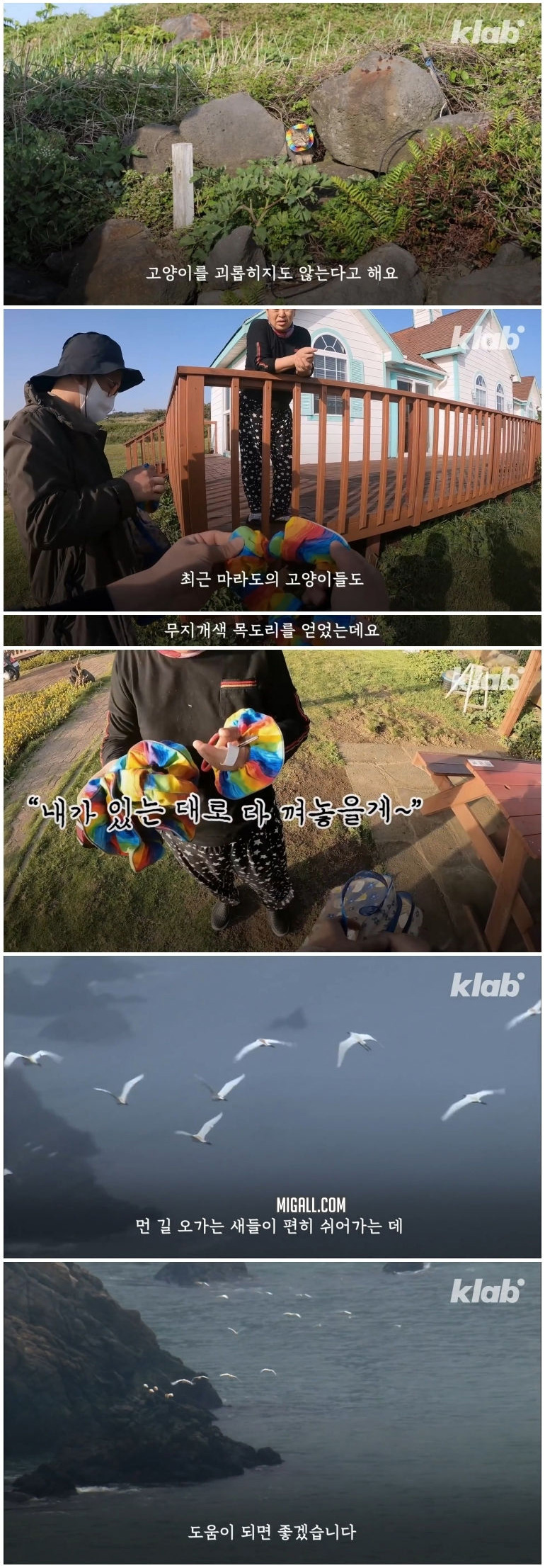 마라도 고양이들이 목도리를 하게 된 까닭 - 꾸르