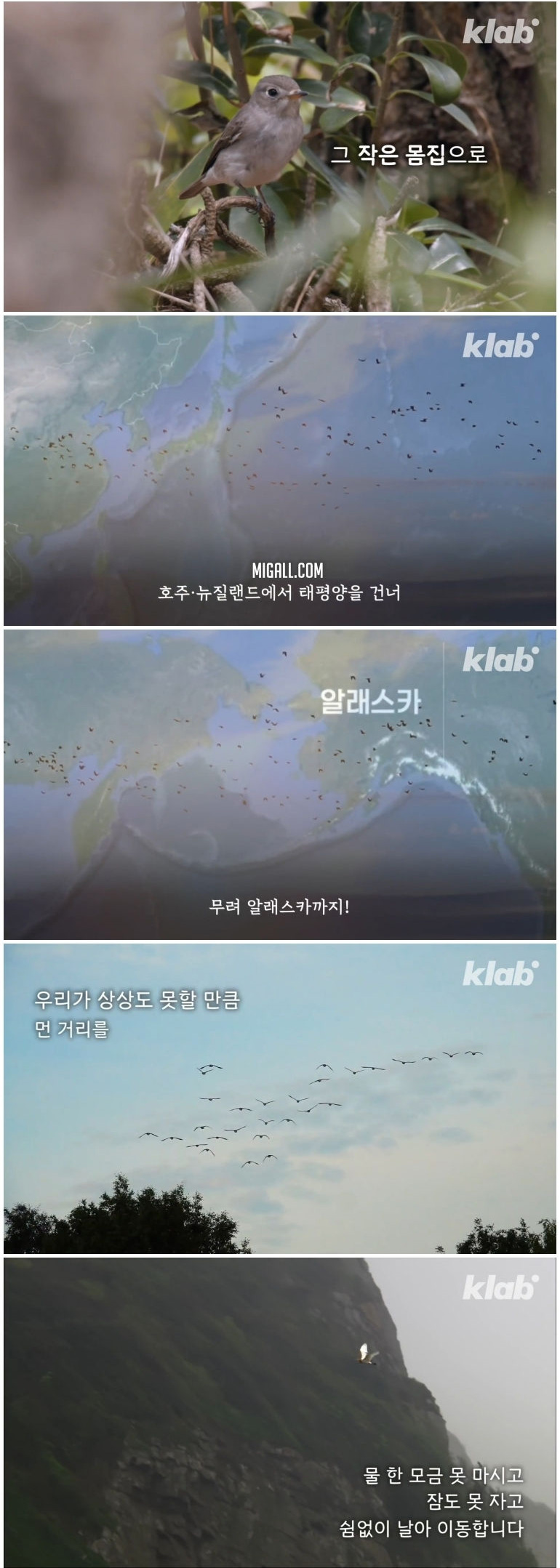마라도 고양이들이 목도리를 하게 된 까닭 - 꾸르