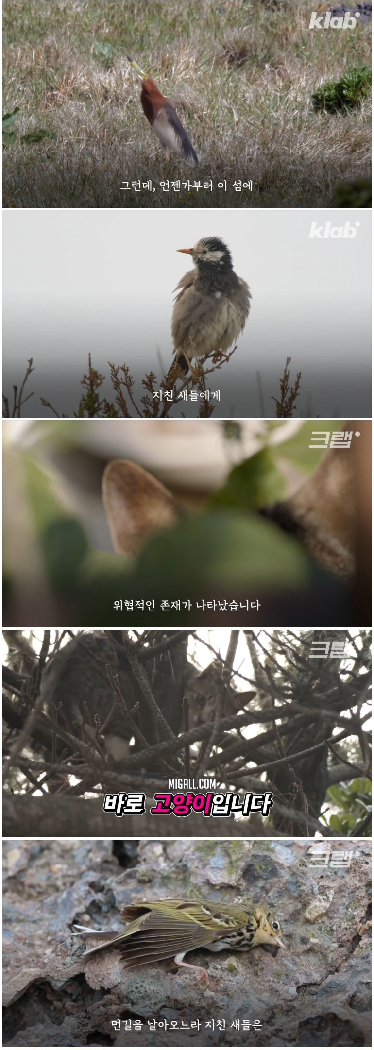 마라도 고양이들이 목도리를 하게 된 까닭 - 꾸르