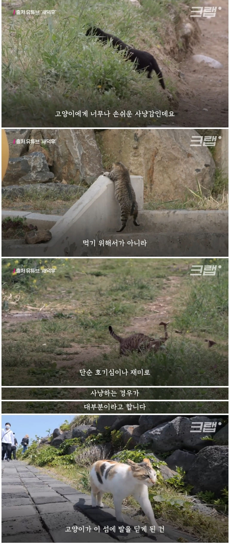 마라도 고양이들이 목도리를 하게 된 까닭 - 꾸르