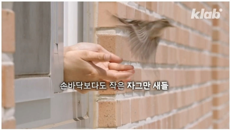 마라도 고양이들이 목도리를 하게 된 까닭 - 꾸르