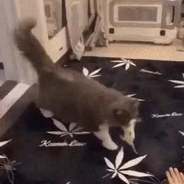 b8c28de4e9c7ecdc55f2dd2dafe2d17e.gif