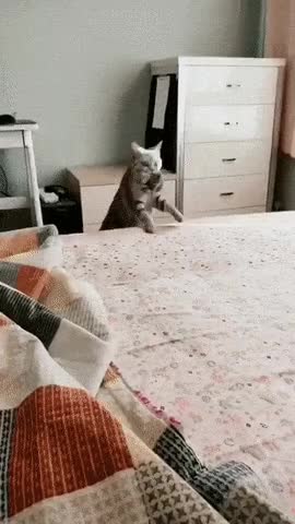 51472715_178707825d34d26ac.gif