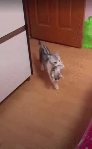 1627975939.gif