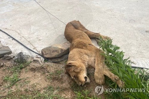 PYH2023081402620005300_P2.jpg 오늘 사살된 사자.JPG