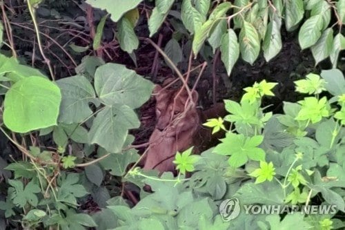 PYH2023081402190005300_P2.jpg 오늘 사살된 사자.JPG