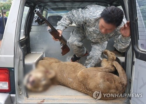 PYH2023081404600005300_P2.jpg 오늘 사살된 사자.JPG