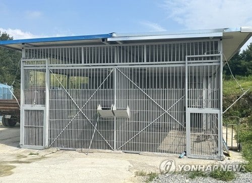 PYH2023081404870005301_P2.jpg 오늘 사살된 사자.JPG