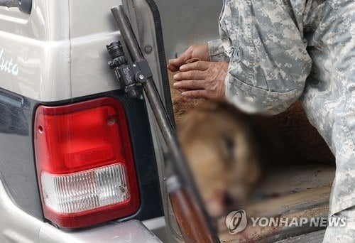 PYH2023081404630005300_P2.jpg 오늘 사살된 사자.JPG