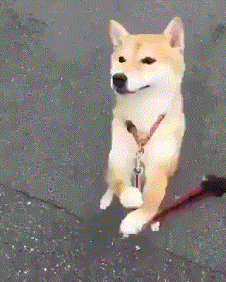 귀여운 댕댕이 움짤~