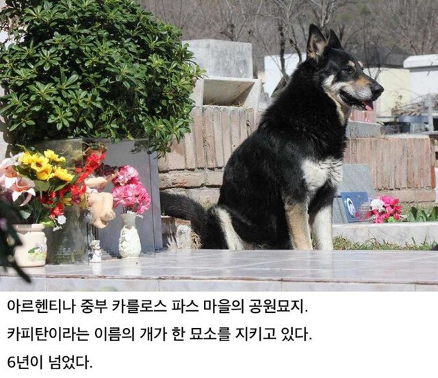 6년간 묘소를 지킨 충견 - 꾸르