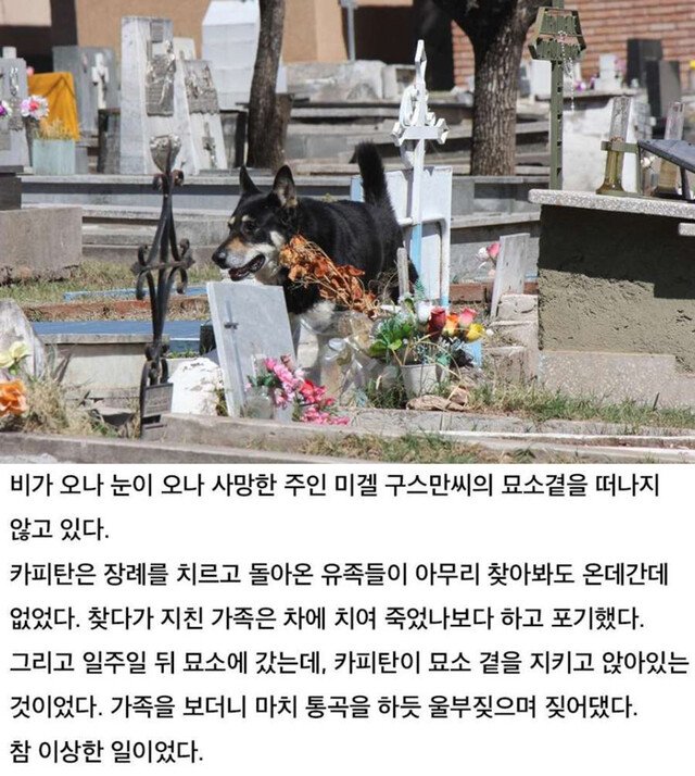 6년간 묘소를 지킨 충견 - 꾸르