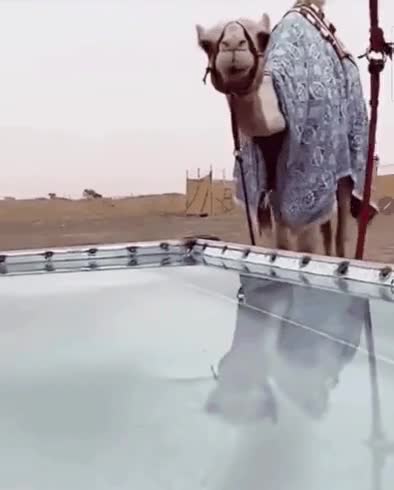 DF20A937-65C5-4392-8B14-8F8D36F30652.gif