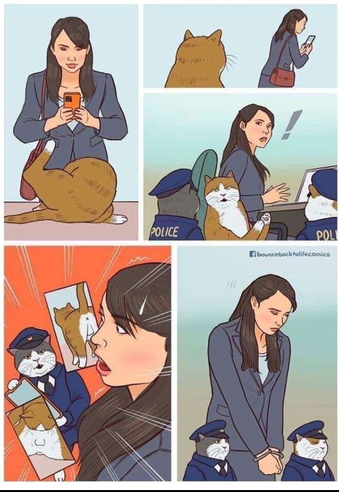 길고양이 함부로 사진 찍으면 안 되는 이유