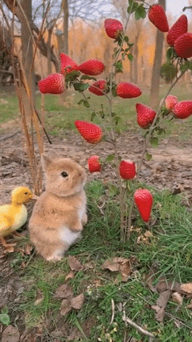 bt0928cf604b4163d6afb1ced84294606b.gif