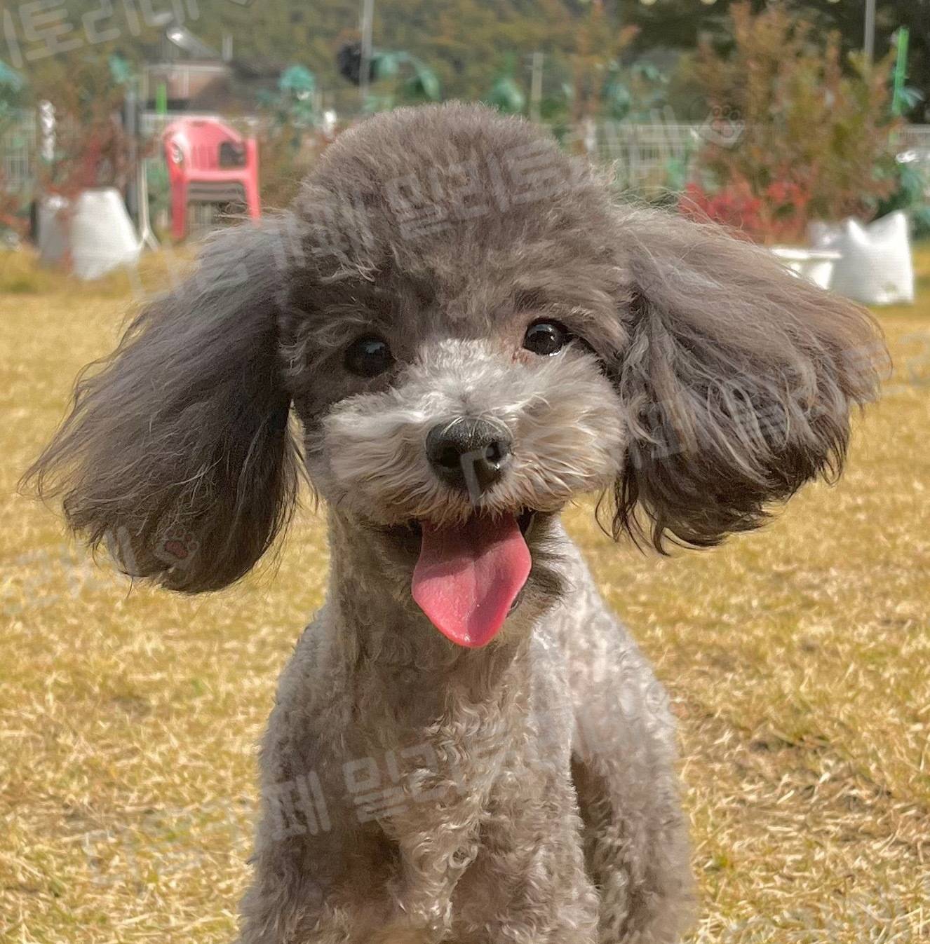 아놔 강쥐 미용 동의서 작성해서 보냈는데 실수로 내 생년월일 적어서 미용실에서 전화왓어 | 인스티즈